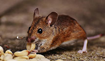 24 Hour & Emergency Exterminators in Belcoville, NJ